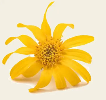 Arnica