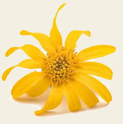 Arnica